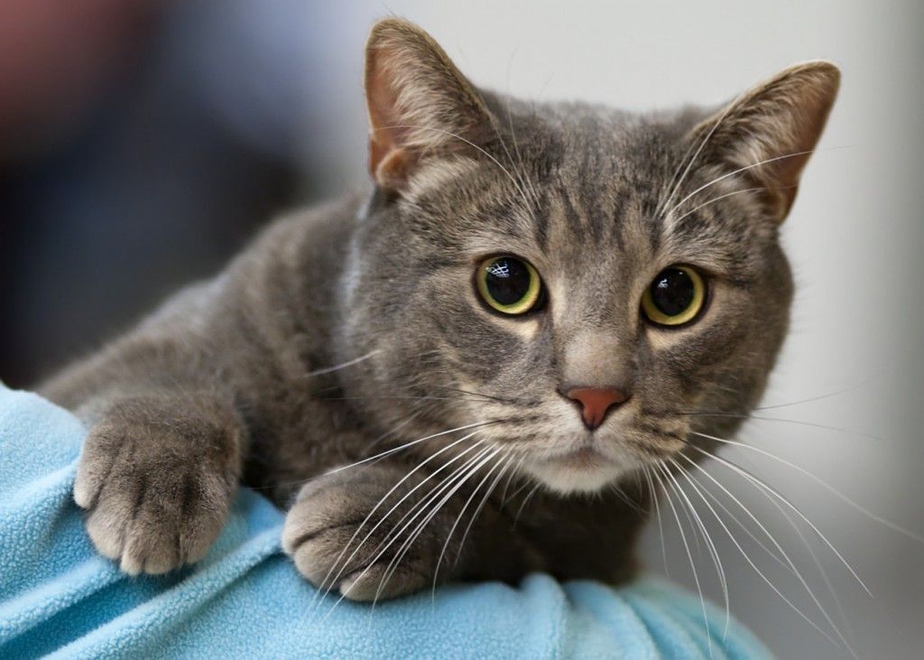 Как избавить кошку от блох